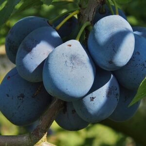 Prunus dom. ´Haganta´ 3 år 180 cm stamme Podet på St. Julien A