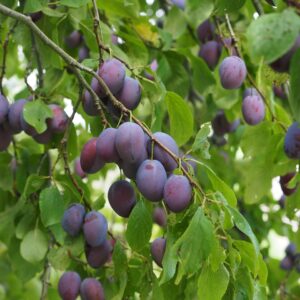 Prunus dom. ´Katinka´ Podet på St. Julien