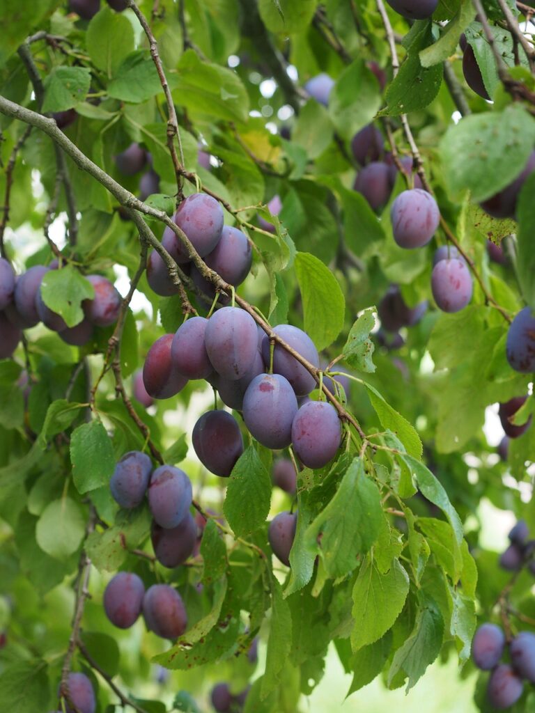 Prunus dom. ´Katinka´ Podet på St. Julien