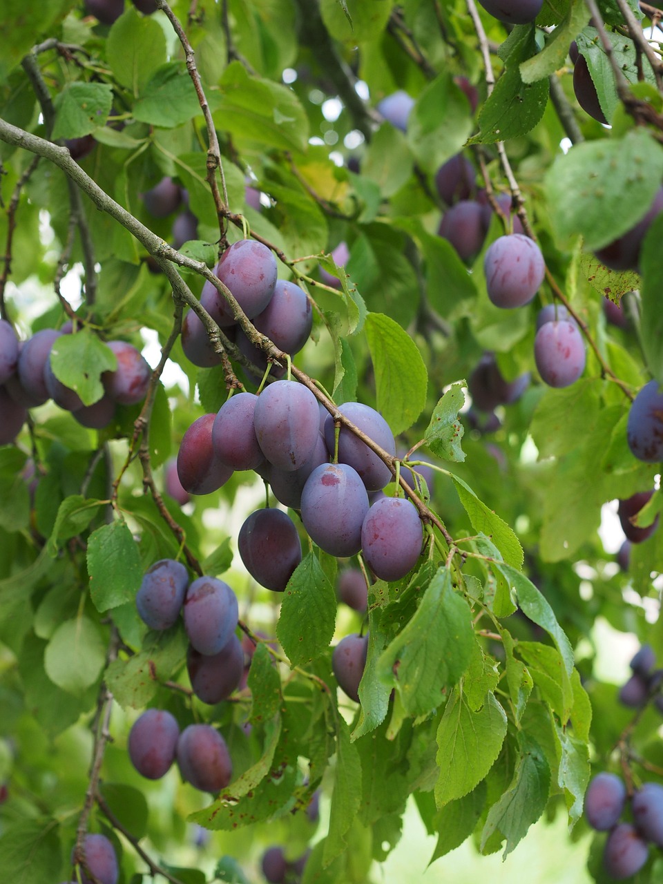 Prunus dom. ´Katinka´ Podet på St. Julien (Heister)