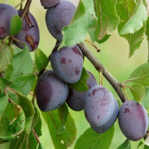 Prunus dom. ´Top´ Podet på St. Julien A