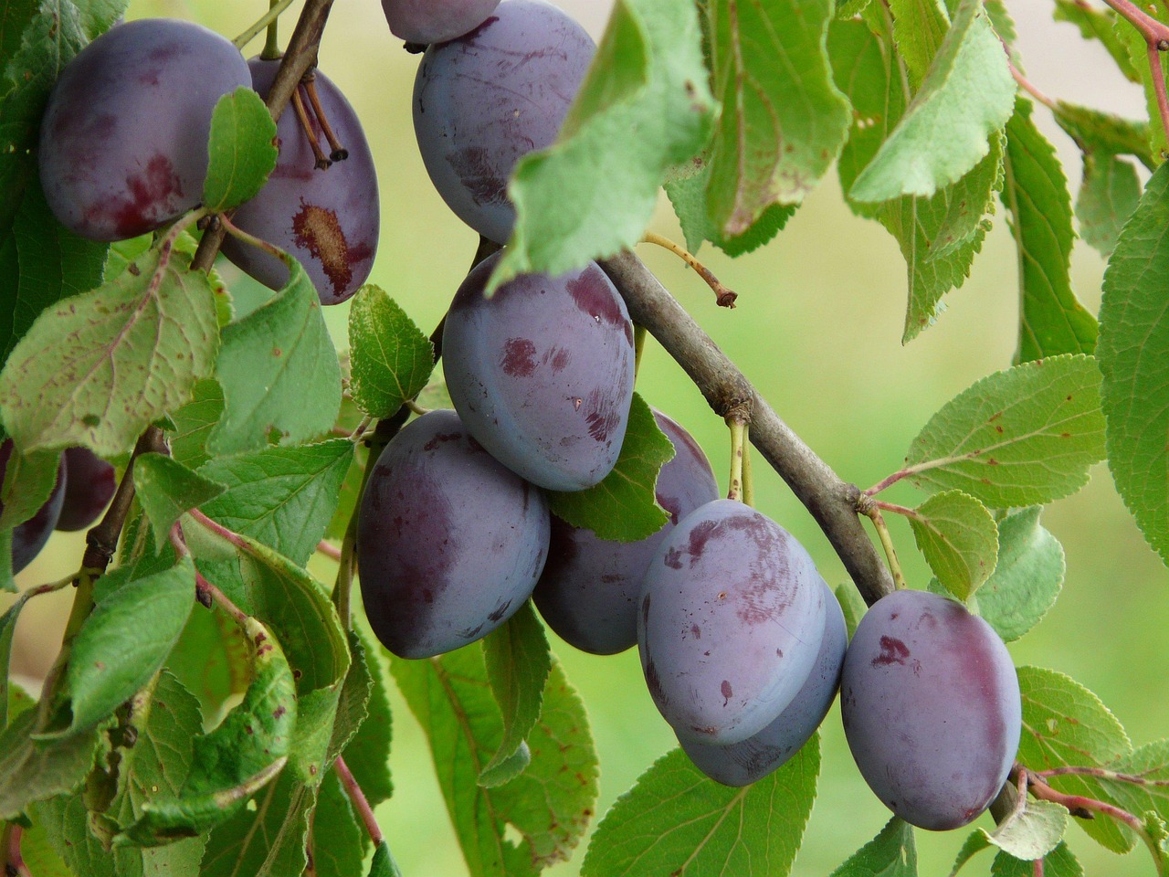 Prunus dom. ´Top´ Podet på St. Julien A