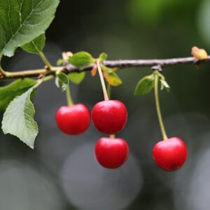 Prunus cer. ´Karneol´ Podet på Colt