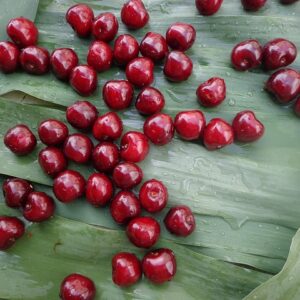 Prunus cer. ´Jade´ Podet på Colt