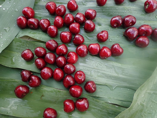 Prunus cer. ´Jade´ Podet på Colt