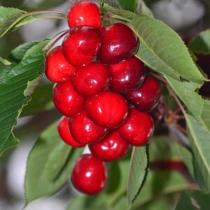 Prunus avi. ´Sam´ Podet på Alkavo
