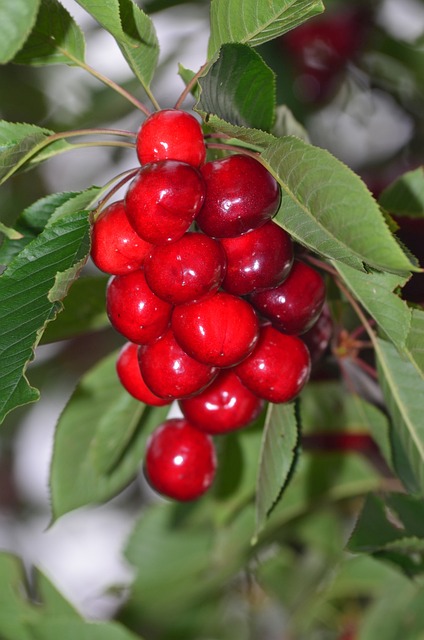 Prunus avi. ´Sam´ Podet på Alkavo