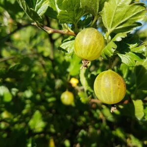 Ribes uva. Natascha C7,5 Busk