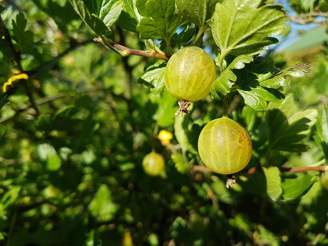 Ribes uva. Natascha C7,5 Busk