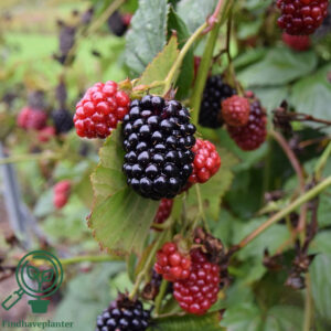 Rubus fru. 'Navaho'