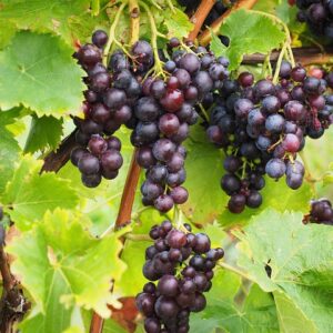 Vitis V. `Attika`